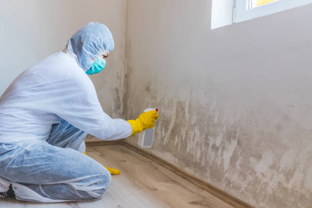 Licensed Commercial Mold Remediation service in Petersburg, PA - WQB Mold Removal
